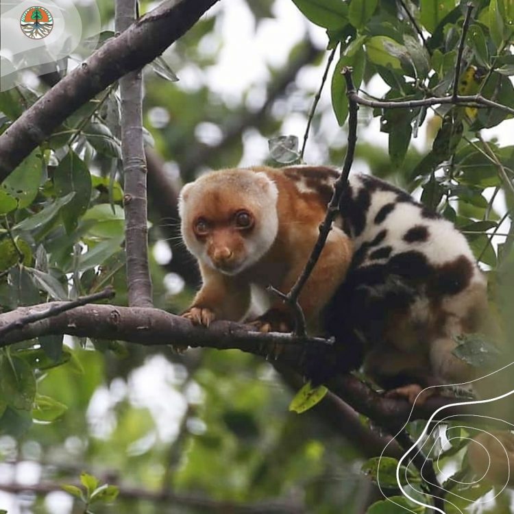 5 Fauna Endemik Taman Nasional Lorentz Papua Tanah Airku