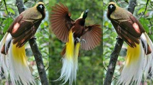 Burung Cenderawasih (Paradisaeidae). Sumber : Google