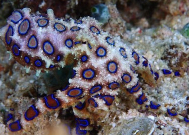 Blue-ringed Octopus' (Gurita Cincin Biru) paling beracun (Foto: iStockphoto/Subaqueosshutterbug)