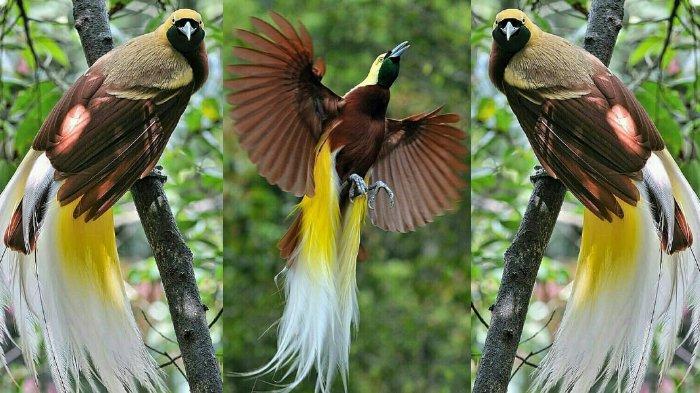 Burung Cendrawasih, Warisan Papua Paling Indah di Dunia