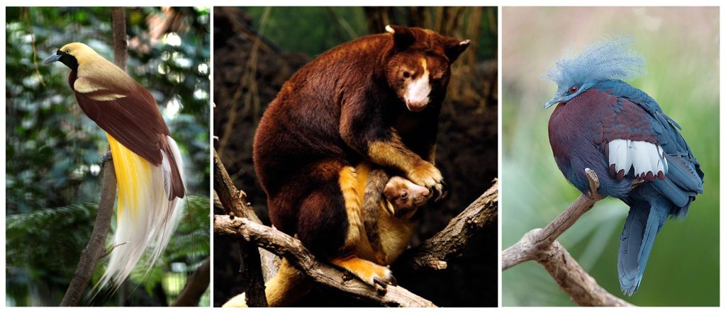 5 Fauna Endemik Taman Nasional Lorentz di Papua